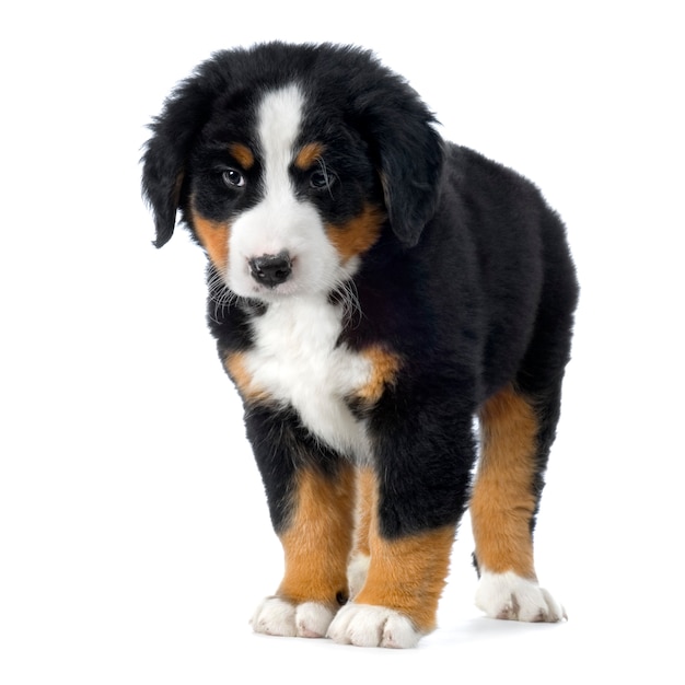 Cucciolo di cane di montagna bernese