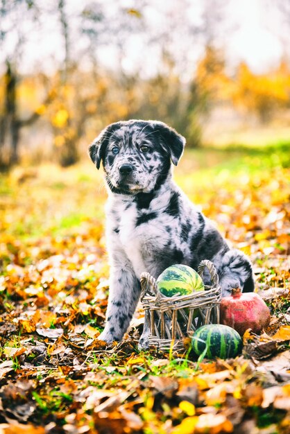 Cucciolo di cane divertente di Labrador in parco