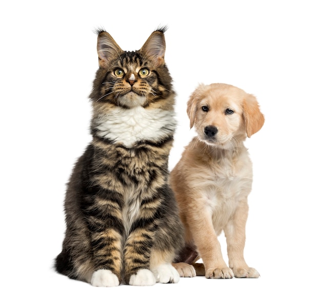 Cucciolo di cane e gatto seduto, isolato su bianco
