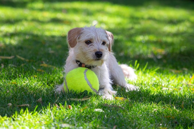 Cucciolo di cane felice giocoso che gioca con una pallina da tennis
