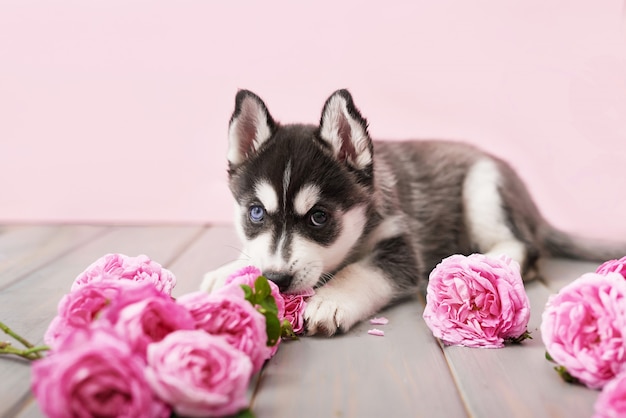 Cucciolo di cane husky e rose rosa tea.