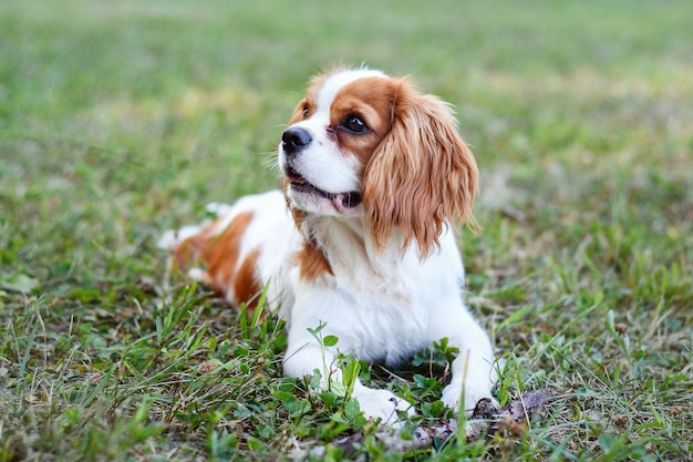 Cucciolo di cane in estate