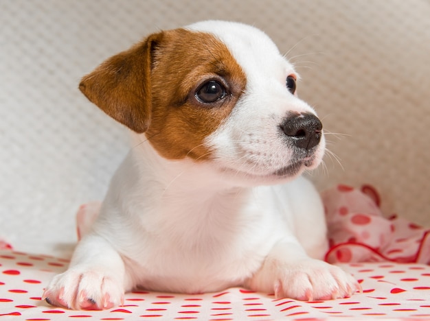 Cucciolo di cane Jack Russell Terrier femmina divertente sul panno rosso a pois