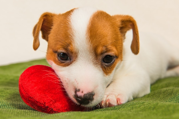 Cucciolo di cane Jack Russell Terrier giace come un angelo con cuore rosso. Carta il giorno di San Valentino.