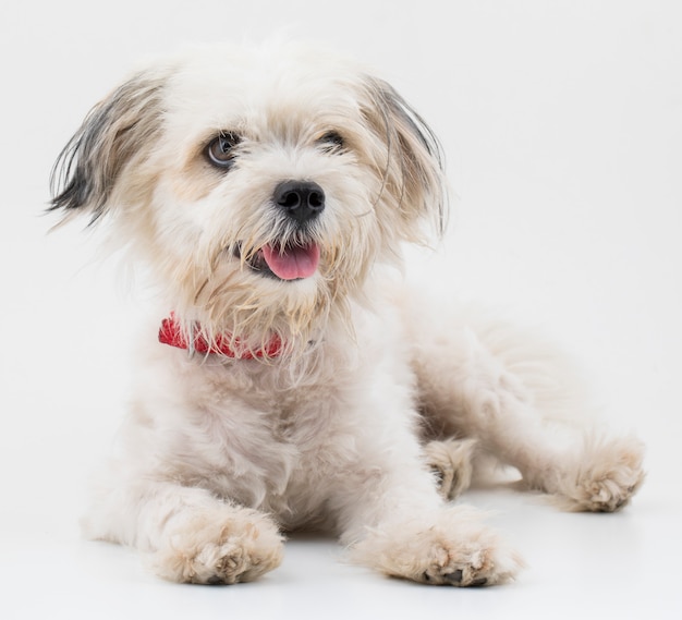 Cucciolo di cane maltese canino su fondo bianco