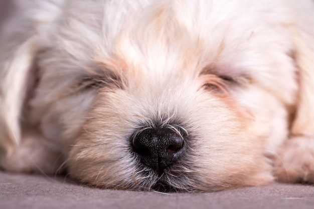 Cucciolo di cane maltese terrier molto carino