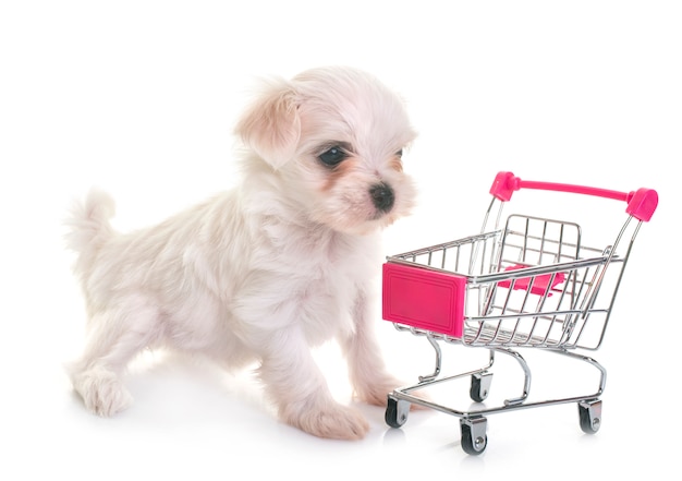 cucciolo di cane maltese