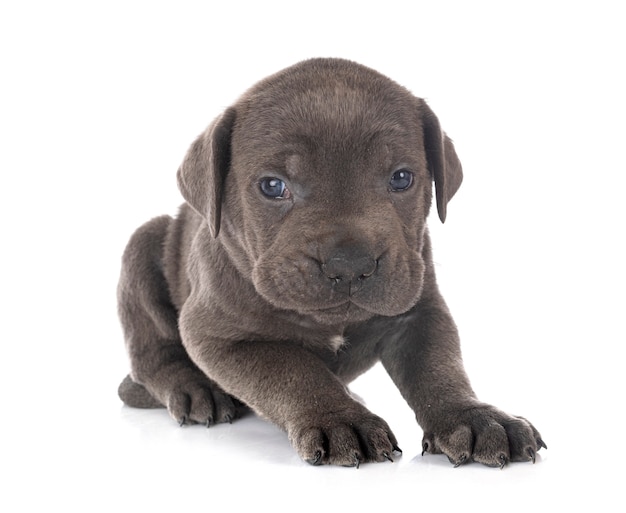 Cucciolo di cane mastino italiano