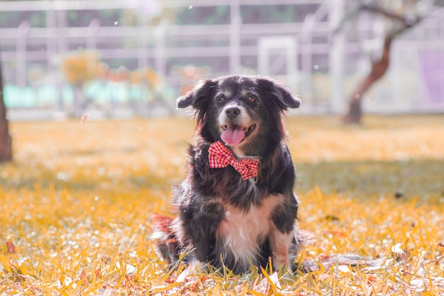 Cucciolo di cane nel parco in autunno