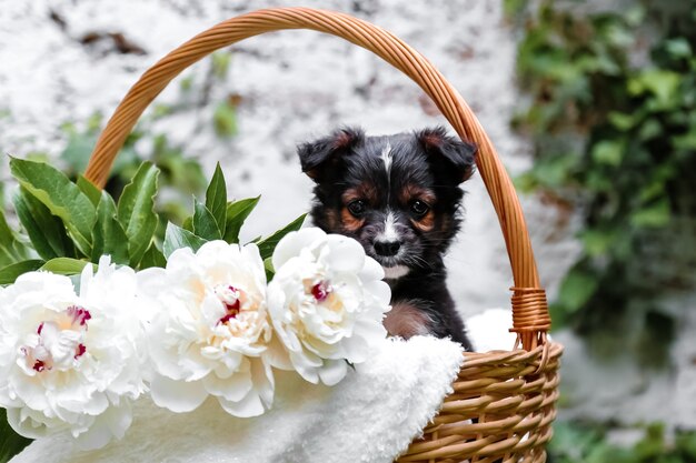 Cucciolo di cane nero in cestino su sfondo di natura verde cane felice regalo con fiori