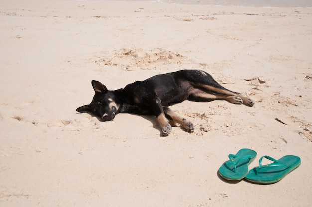 Cucciolo di cane nero stanco che dorme su una spiaggia