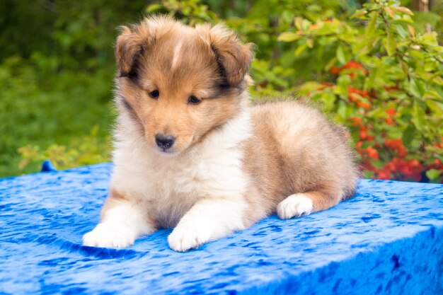 Cucciolo di cane pastore delle Shetland rosso carino