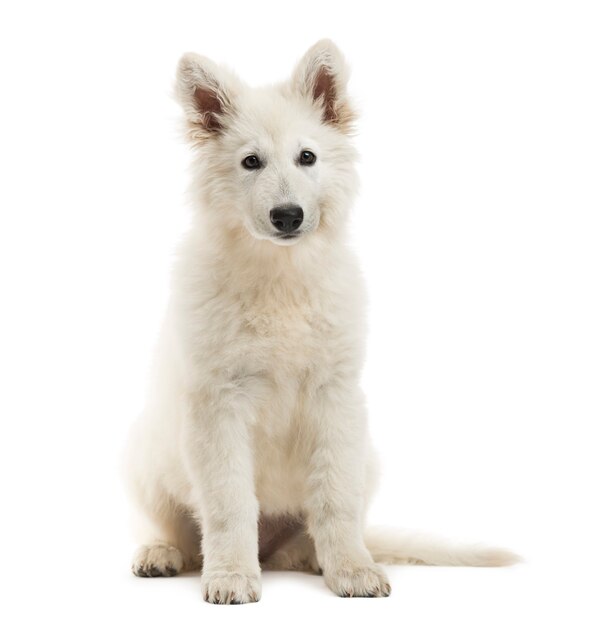 Cucciolo di cane pastore svizzero seduto guardando la telecamera isolata su bianco