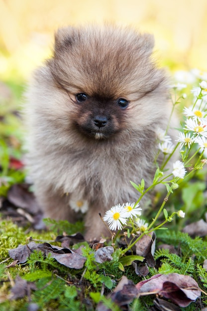 Cucciolo di cane piccolo pomeranian divertente con un fiore