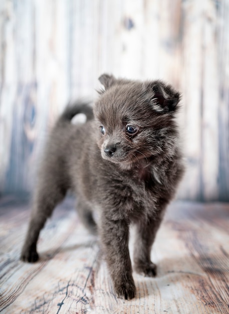 Cucciolo di cane Pomerania