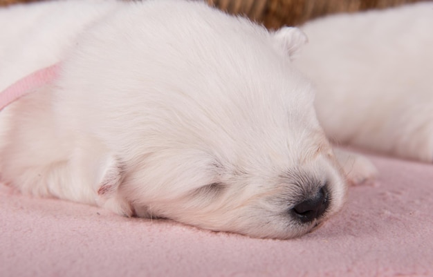 Cucciolo di cane samoiedo bianco lanuginoso di due settimane di età