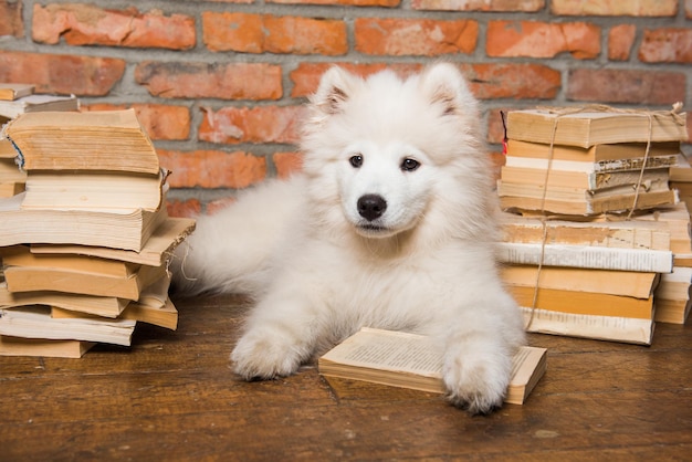 Cucciolo di cane samoiedo lanuginoso bianco con il libro