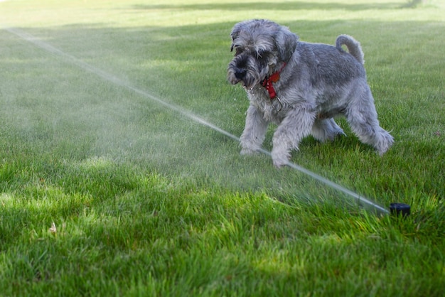 Cucciolo di cane schnauzer da compagnia felice bagnato che gioca con l'acqua che beve dall'irrigatore in una giornata calda