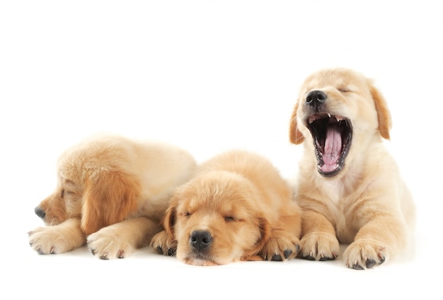 cucciolo di cane su sfondo bianco