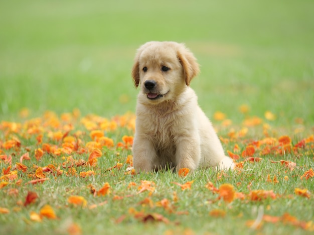 cucciolo di cane sul parco