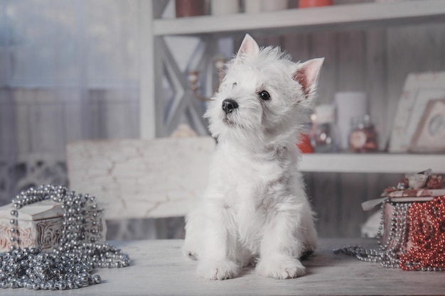 Cucciolo di cane West Highland White Terrier