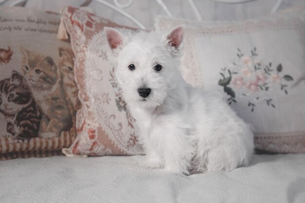 Cucciolo di cane West Highland White Terrier