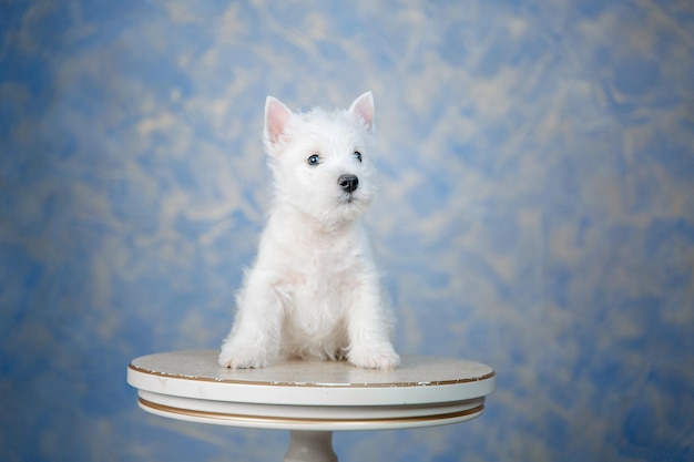 Cucciolo di cane West Highland White Terrier