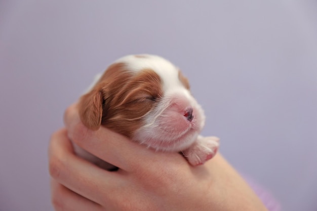 Cucciolo di cani appena nati su sfondo bianco, soft focus