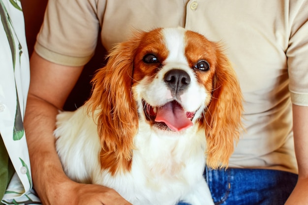 Cucciolo di Cavalier king charles spaniel Ritratto di cane da compagnia