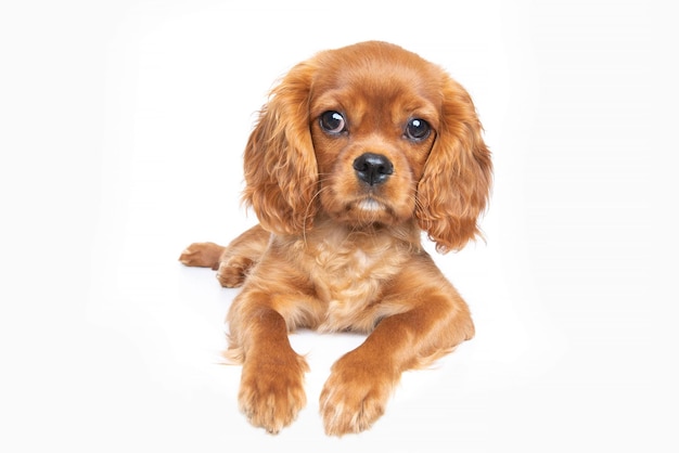 Cucciolo di cavalier spaniel isolato su sfondo bianco