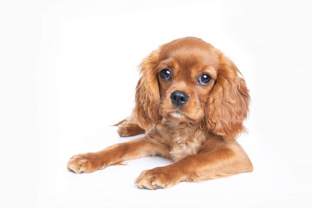 Cucciolo di cavalier spaniel isolato su sfondo bianco