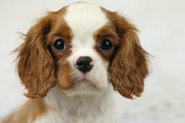 Cucciolo di cavaliere re Charles spaniel su sfondo chiaro