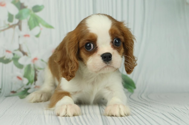 Cucciolo di cavaliere re Charles spaniel su sfondo chiaro