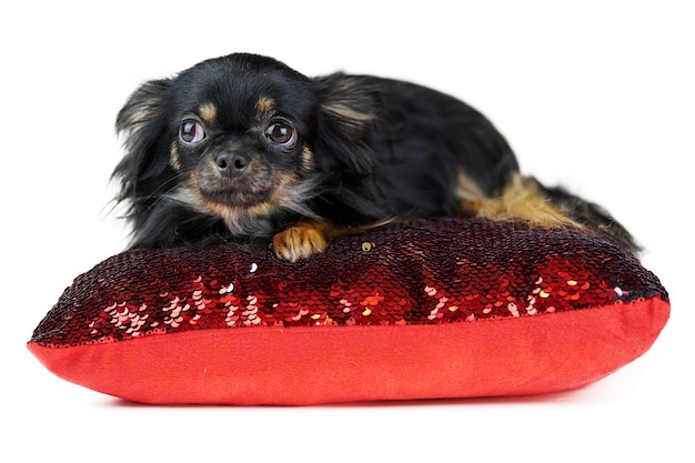 Cucciolo di Chihuahua a pelo lungo sul cuscino rosso, bianco isolato