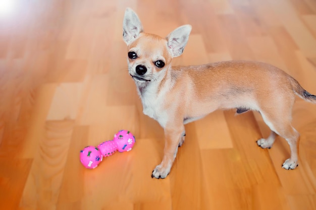 Cucciolo di chihuahua abbronzato minuscolo a casa con giocattolo di gomma gommosa rosa. Piccolo cane domestico. Chihuahua gioca in casa con un osso. cane decorativo. Giocattoli per cani.