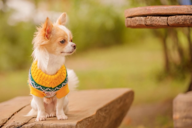 Cucciolo di chihuahua bianco a macchie rosse sulla panchina Chihuahua in un maglione giallo Animale da compagnia