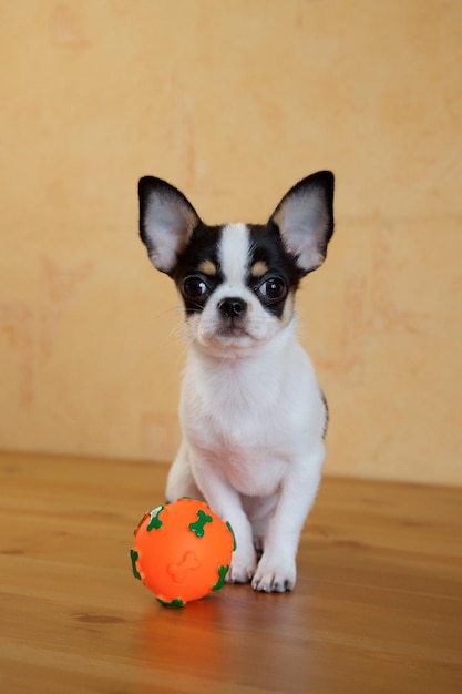 Cucciolo di chihuahua bianco e nero con palla