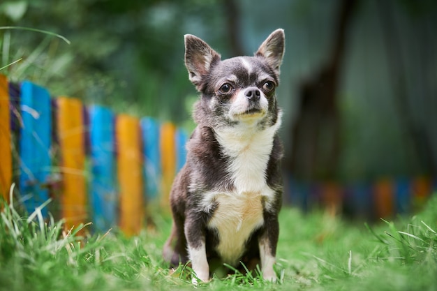 Cucciolo di chihuahua, cagnolino in giardino. Piccolo cagnolino carino sull'erba. Razza di chihuahua a pelo corto.