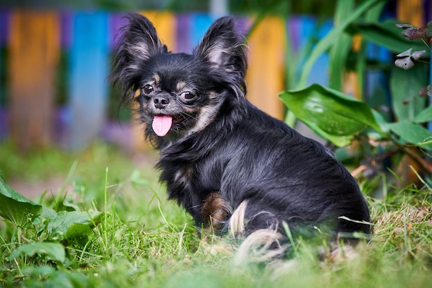 Cucciolo di chihuahua, cagnolino in giardino. Piccolo cagnolino carino sull'erba. Razza di chihuahua a pelo lungo.