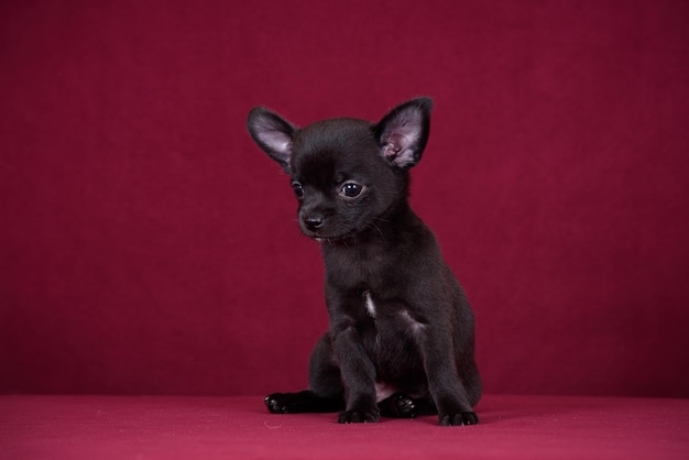 Cucciolo di chihuahua carino su sfondo bordeaux