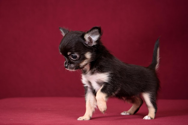 Cucciolo di chihuahua carino su sfondo bordeaux