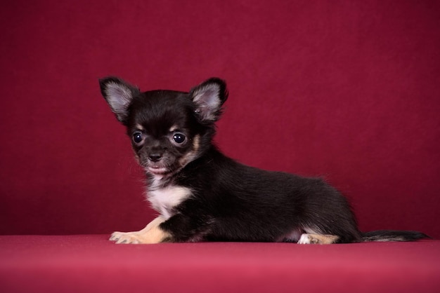 Cucciolo di chihuahua carino su sfondo bordeaux