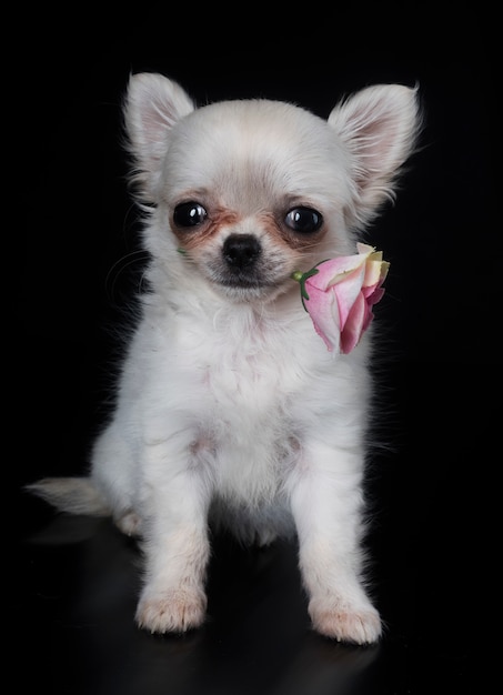 cucciolo di chihuahua e fiore