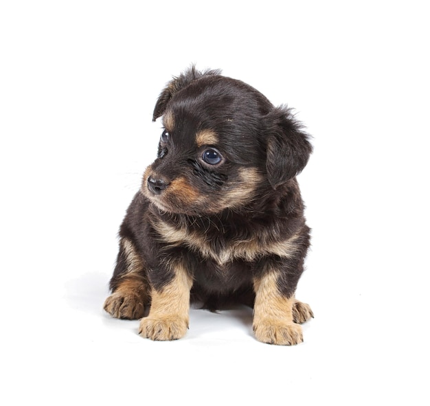 Cucciolo di chihuahua in studio