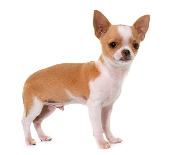 cucciolo di chihuahua isolato