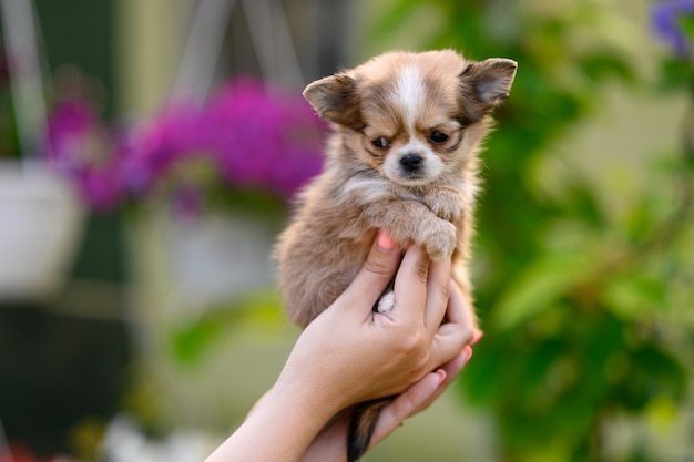 Cucciolo di Chihuahua leggero in mani umane sullo sfondo di un fiore lilla rosa sfocato