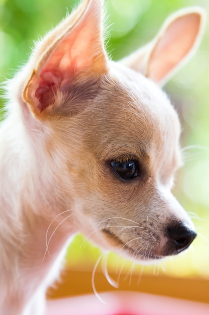 Cucciolo di Chihuahua marrone Sarawasi