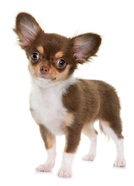 cucciolo di chihuahua marrone