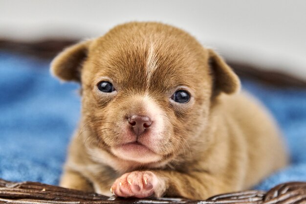 Cucciolo di Chihuahua nel cestello. Piccola razza di cane marrone bianco carino