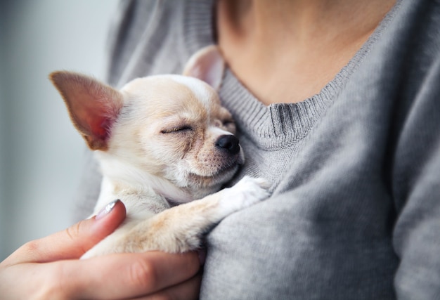 Cucciolo di Chihuahua nelle mani di una ragazza con una bella manicure.